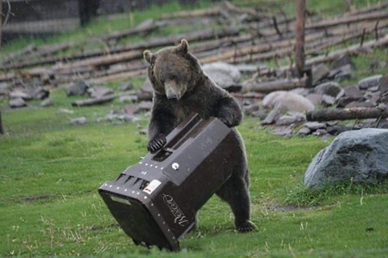 It's spring, and a black bear's fancy can turn to thoughts of garbage, and other tasty morsels such as bird seed.