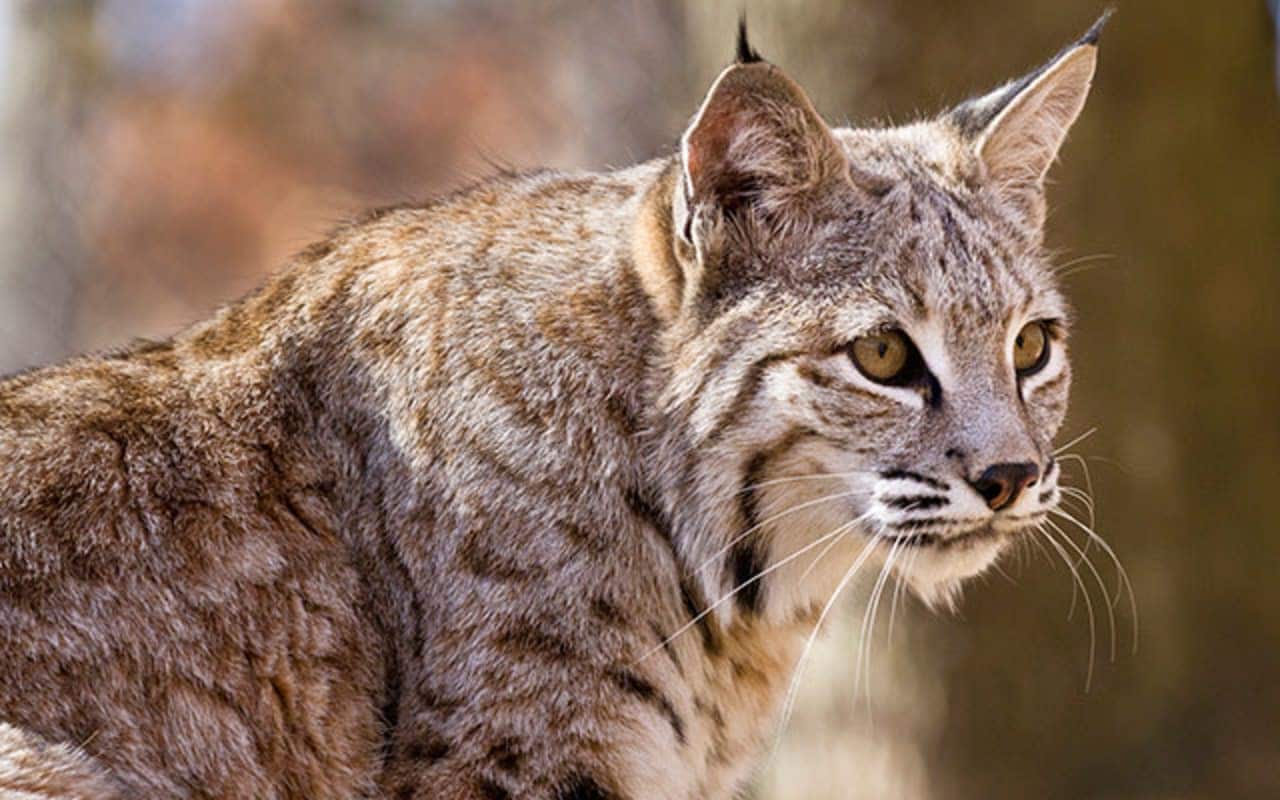 A bobcat like this one was released in West Milford.