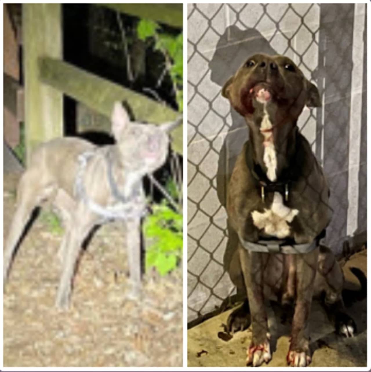 Malnourished, young, gray pitbull left in a park in Carlisle.