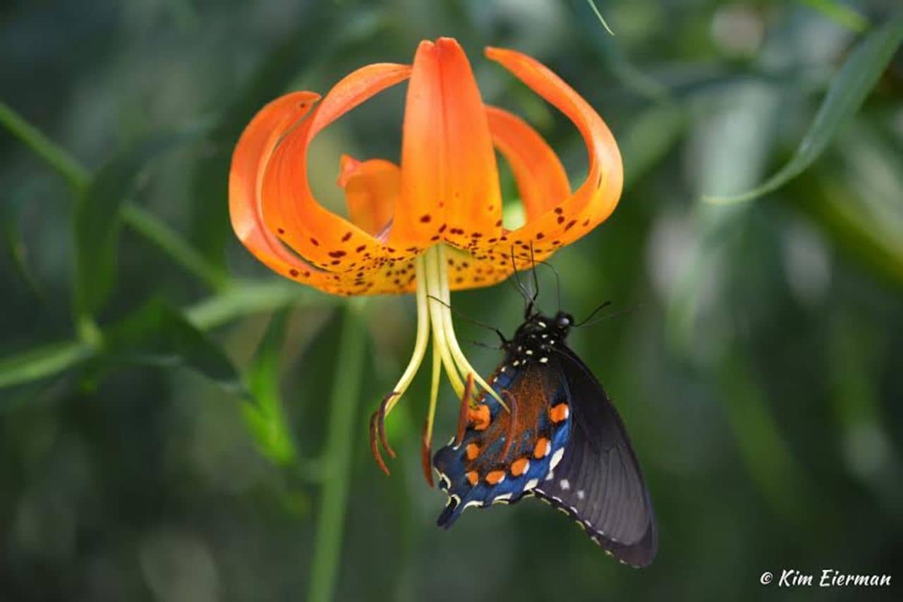Swallowtail Butterfly on Turk’s Cap Lily.