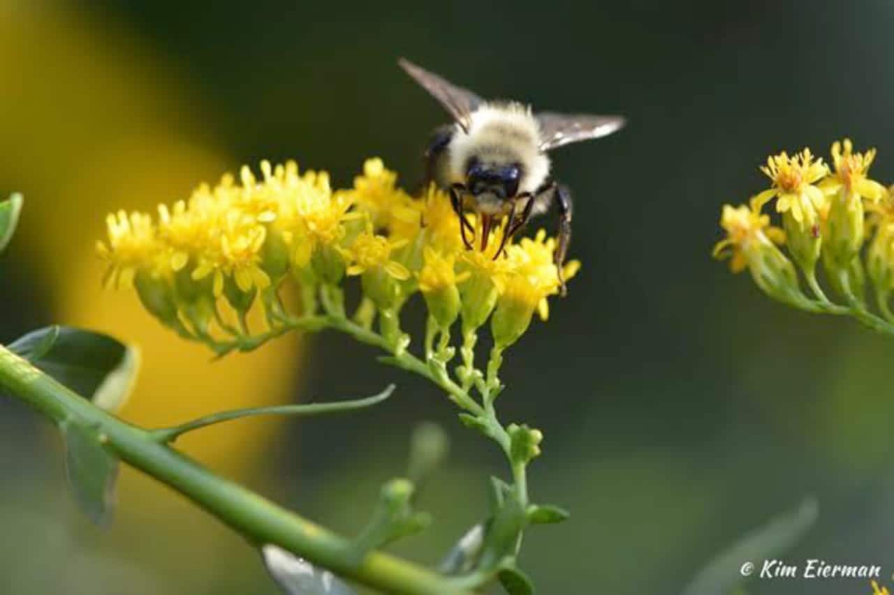 A happy native bee sits upon a Native Goldenrod.