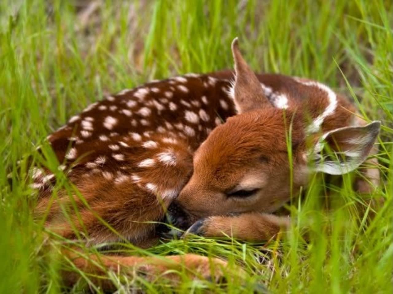 Unless obviously ill, injured, or in danger, fawns should never be touched or moved from their hiding spots, say wildlife experts. North Castle police responded last week to two calls from folks concerned about the tiny critters.
