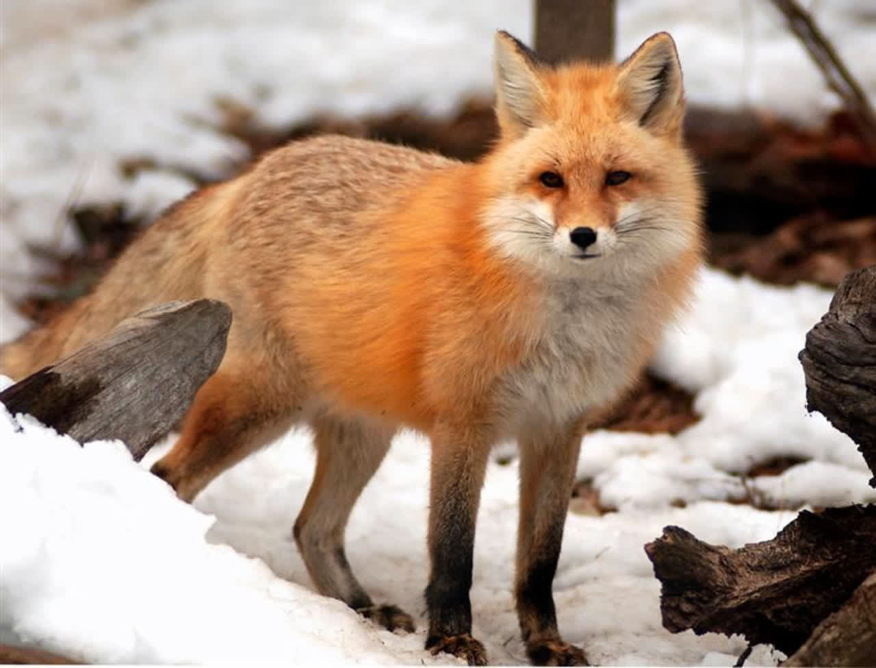 Ho-Ho-Kus residents are being warned about a large red fox that has been seen on the west side of town. 