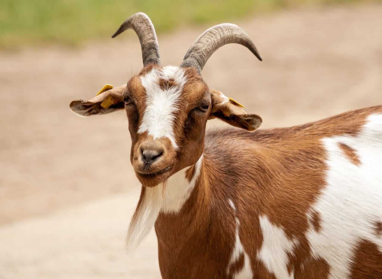Multiple goats were found roaming around a residence in Armonk, police say.