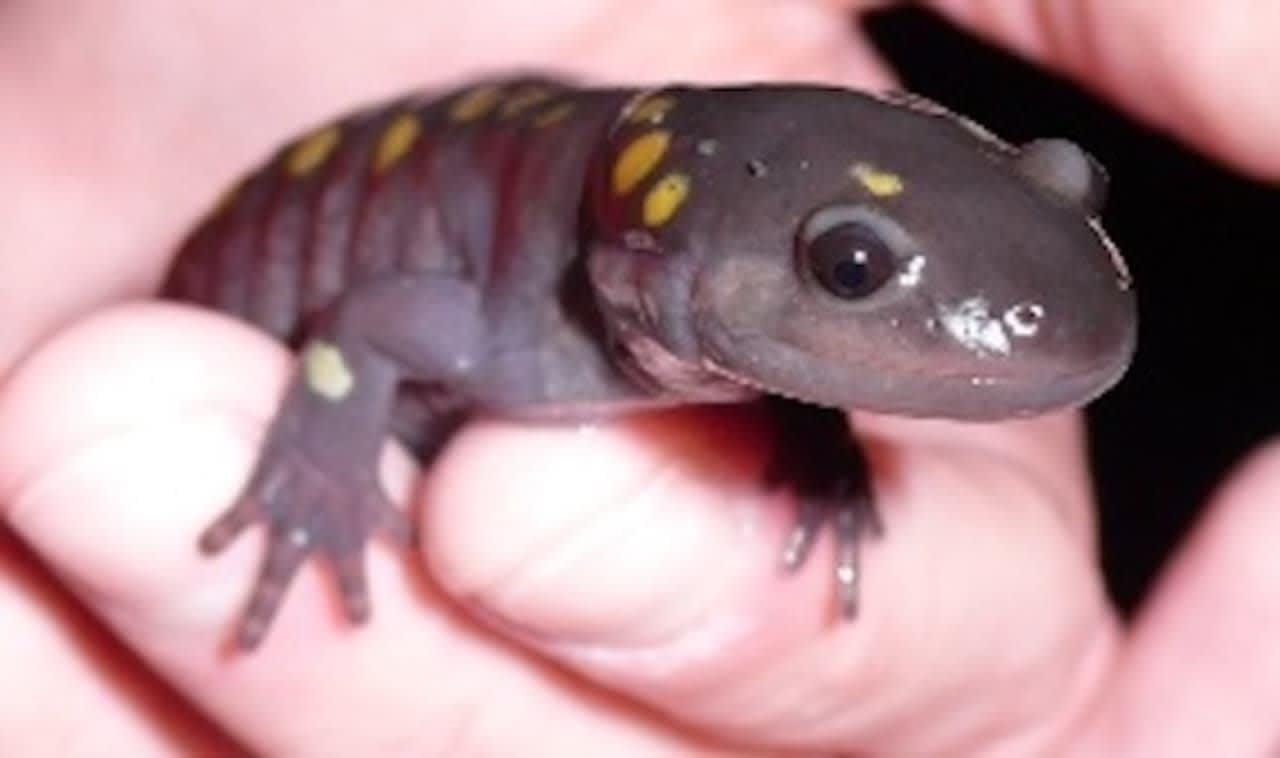 Drivers should beware that spotted salamanders and frogs will be invading the highways during an early breeding season.