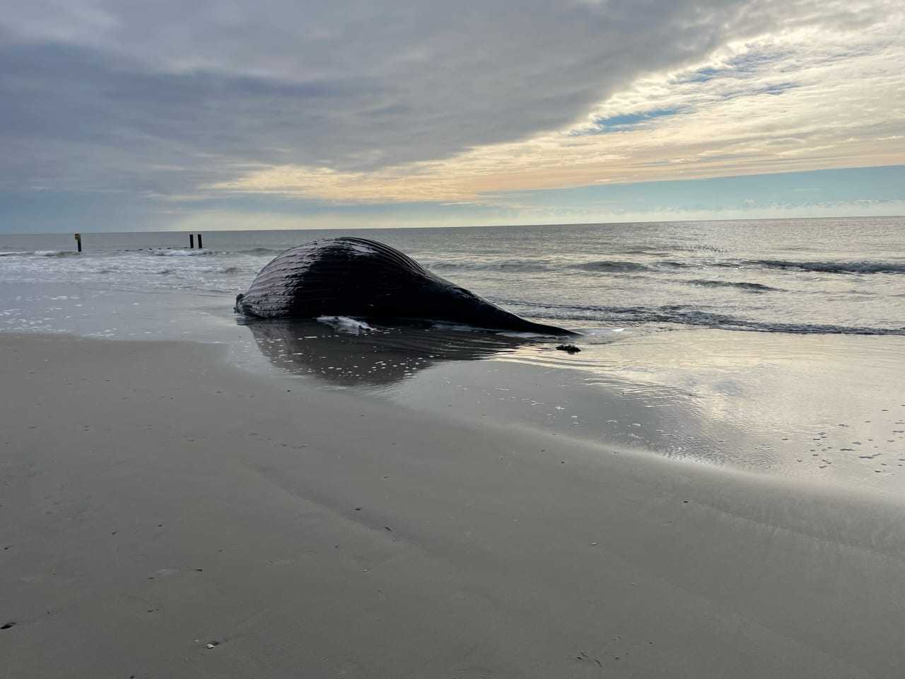 Dead Whale Washes Up On Atlantic City Beach — Again | Hackensack Daily