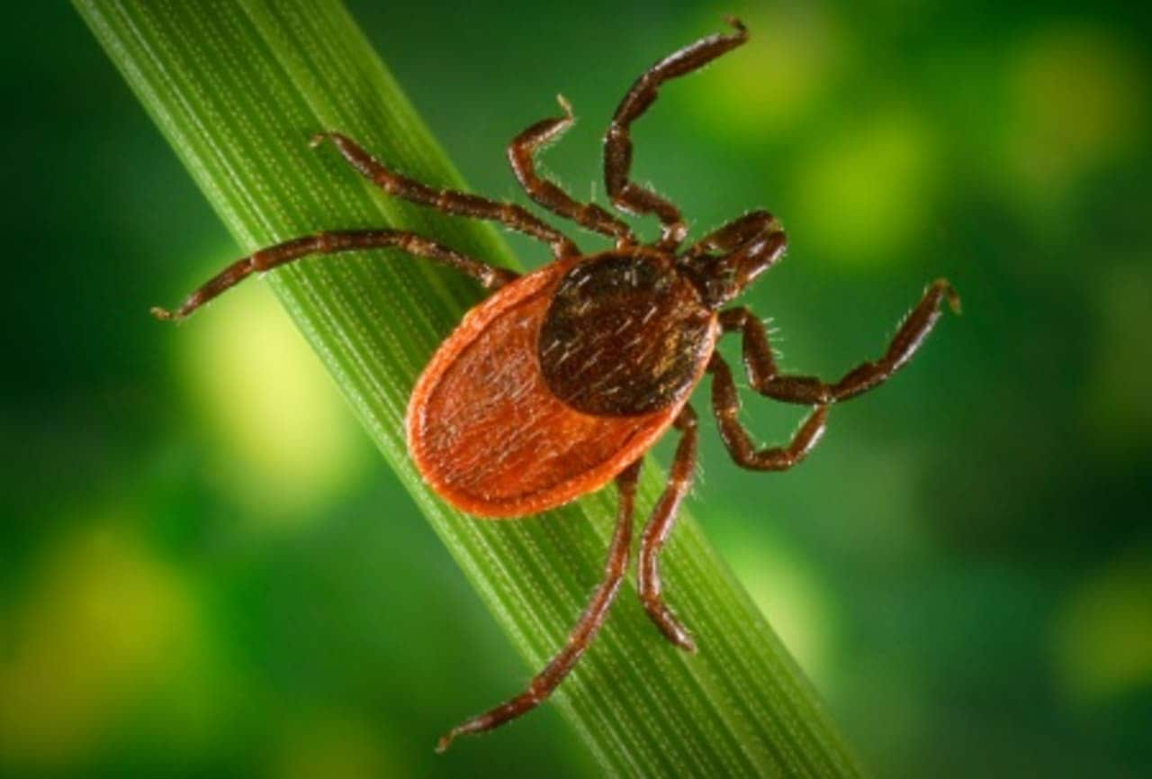 The Connecticut Department of Health is cautioning Fairfield residents to be wary of Lyme disease.