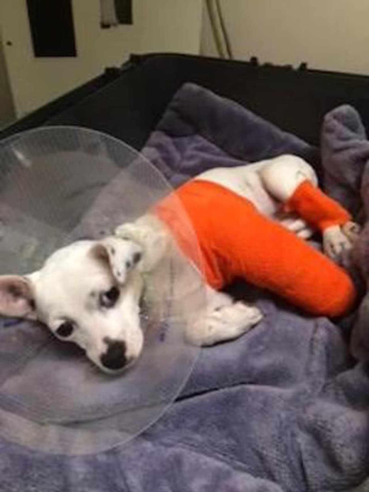 Maryjane was surrendered to a local animal hospital after being hit by a car and needs to have her leg amputated