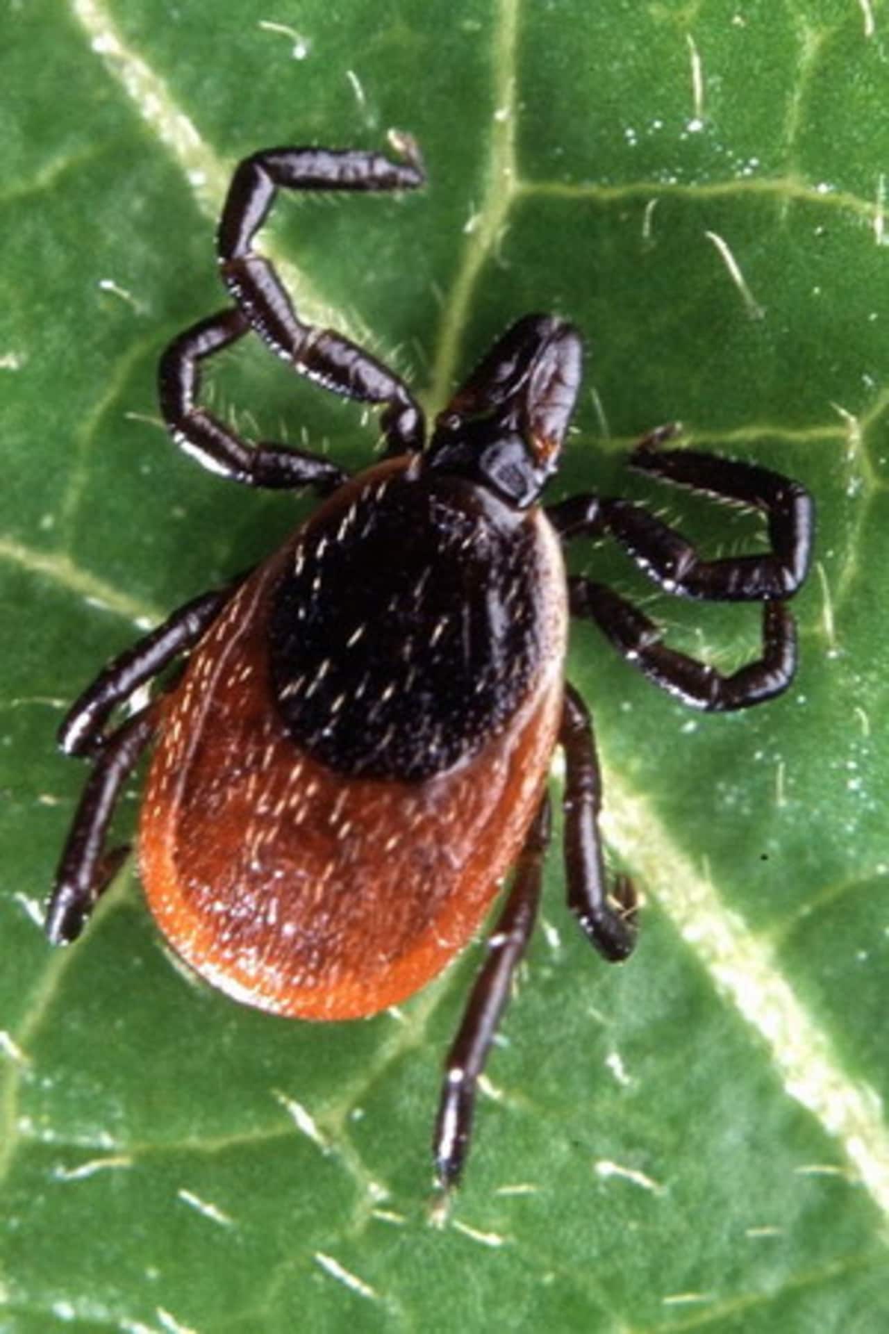 Powassan, known as "POW," is a life-threatening virus carried and spread by three types of ticks, including the deer tick that transmits Lyme disease.