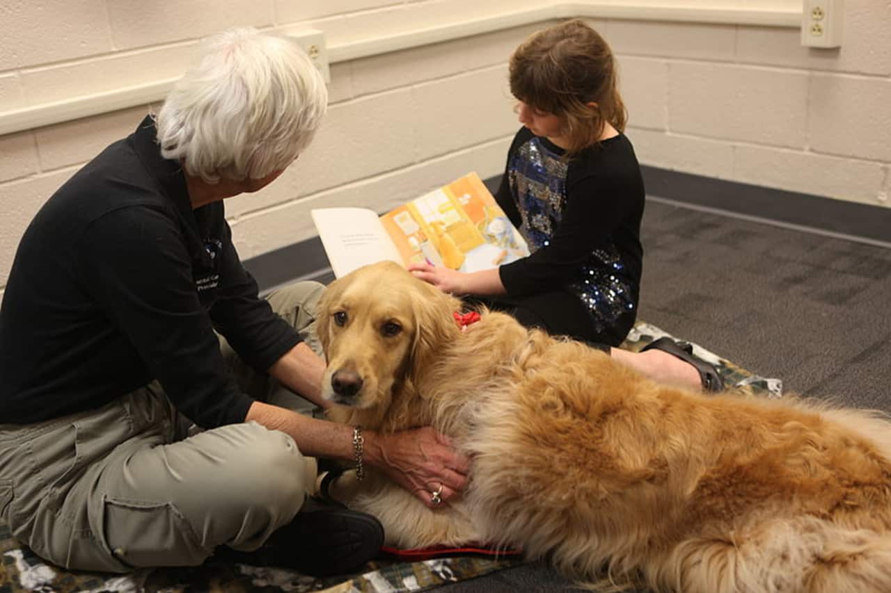 Kids of all ages can build confidence reading out loud by reading to therapy dogs at the Wilton Library this Saturday/ 