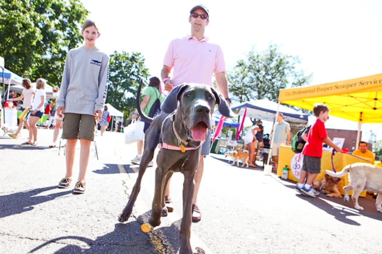 Man's Best Friend will be honored and celebrated Sunday afternoon in New Canaan with the annual Dog Day Festival. 
