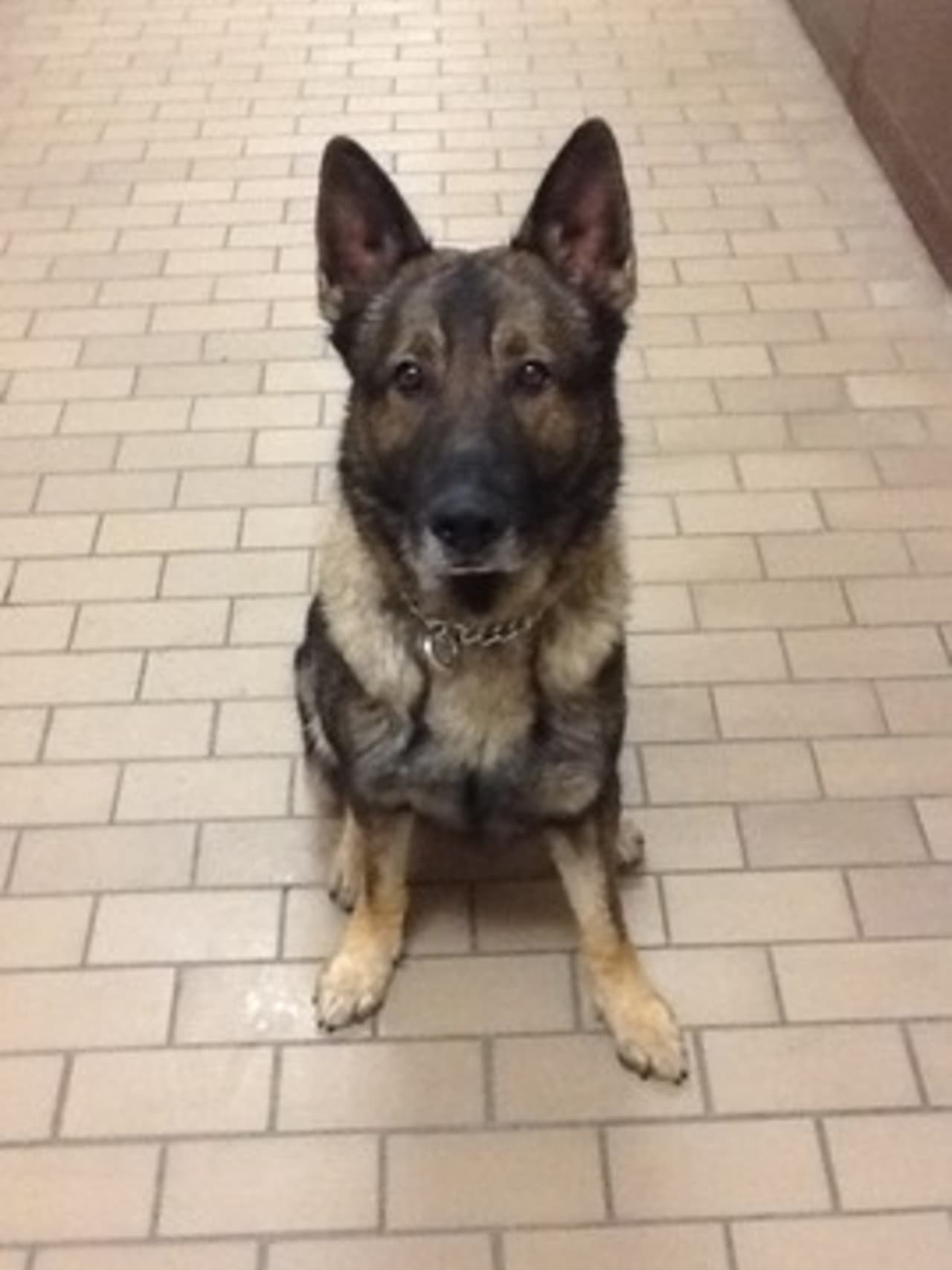 Affordable Mattress, a store that opened in February in Norwalk, will host a barbecue Saturday to kick off its fundraising effort to support the New Canaan K-9 Fund. Rocky (above), a K-9 on the New Canaan force, died in April in a training accident.