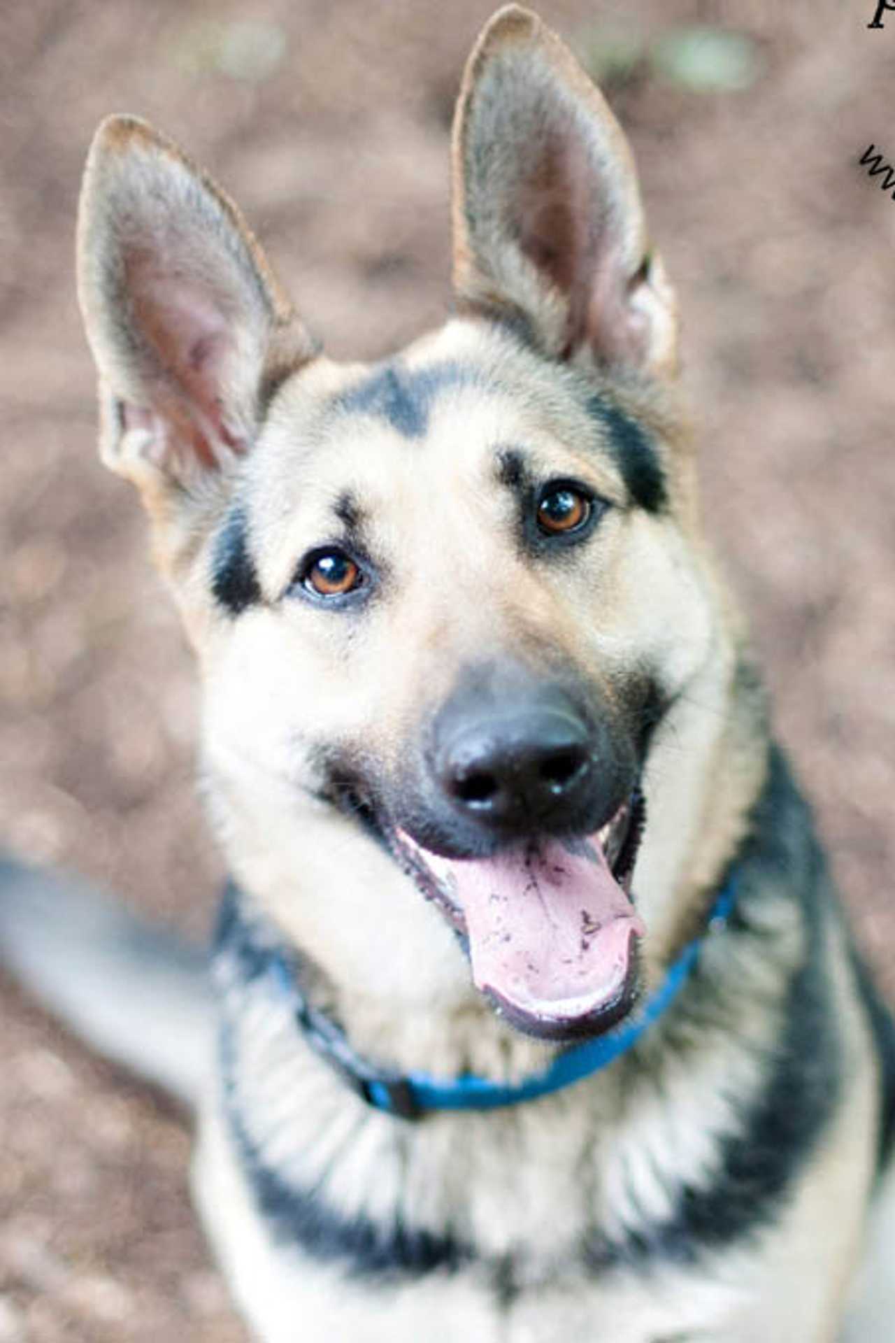 A German shepherd like this one was spotted on Somerstown Road in Ossining.