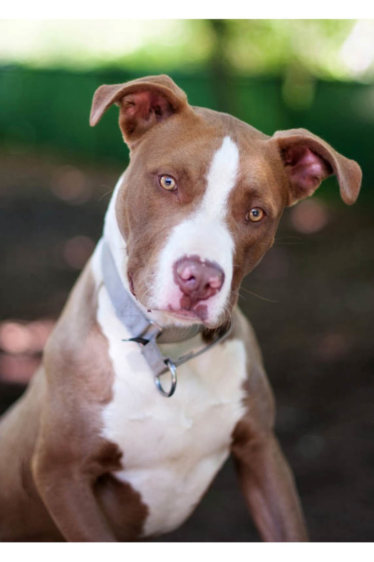 Alfie, an American Staffordshire mix, is one of many adoptable pets available at the SPCA of Westchester in Briarcliff Manor.