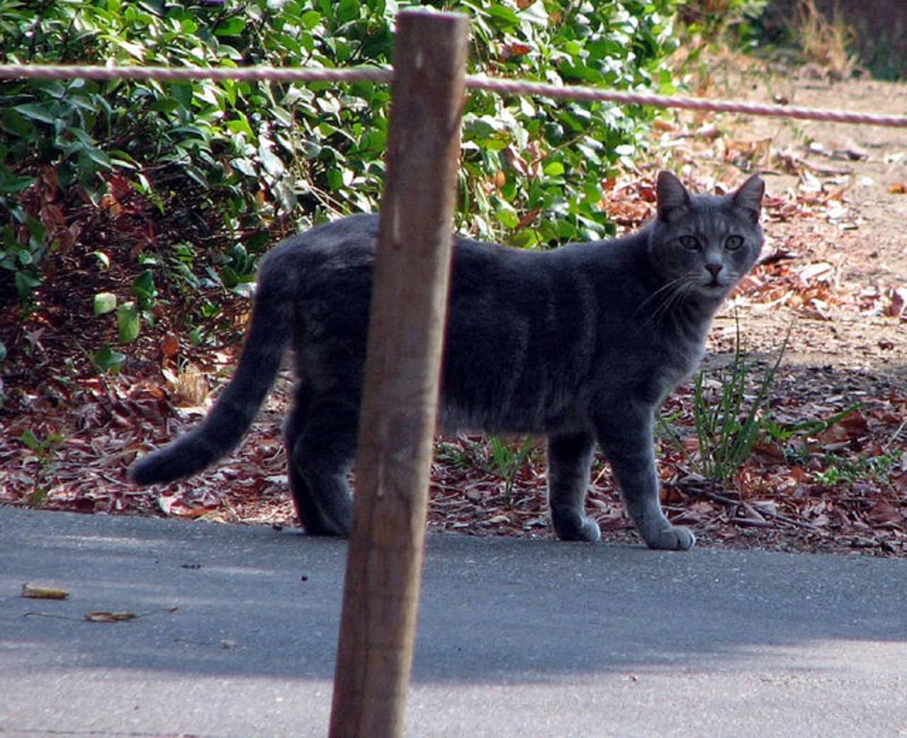 A gray stray cat, similar to this one, was found in Ossining last week with rabies, Westchester County Department of Health officials said. 