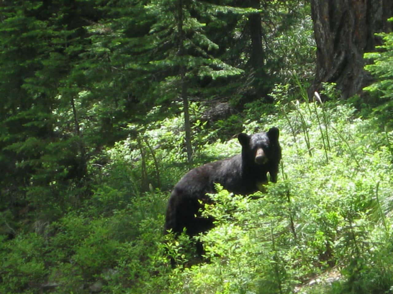 A black bear was sighted in Peekskill early Tuesday, city officials said. 