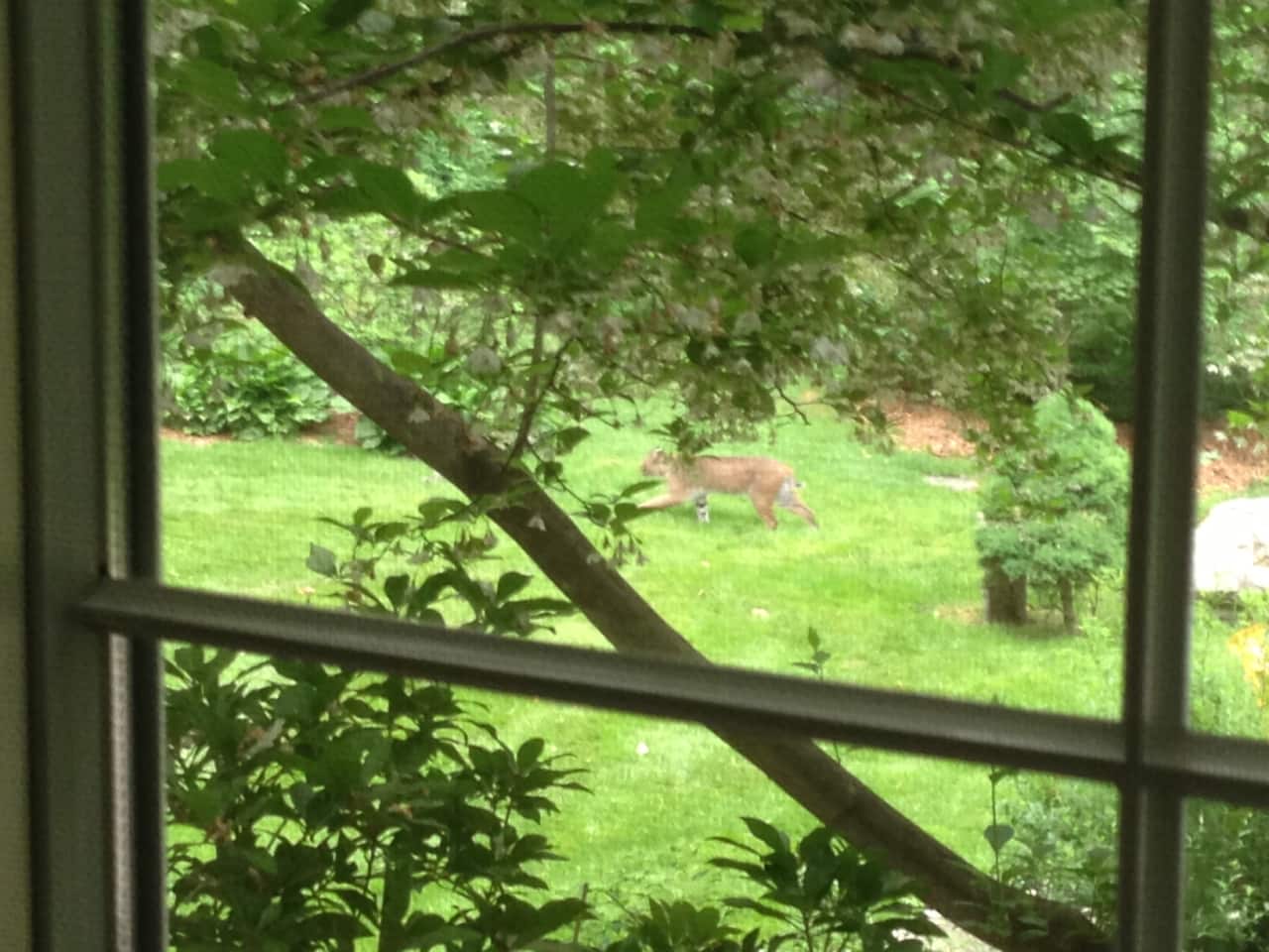 A New Canaan resident on North Wilton Road was able to snap this shot of a bobcat. 