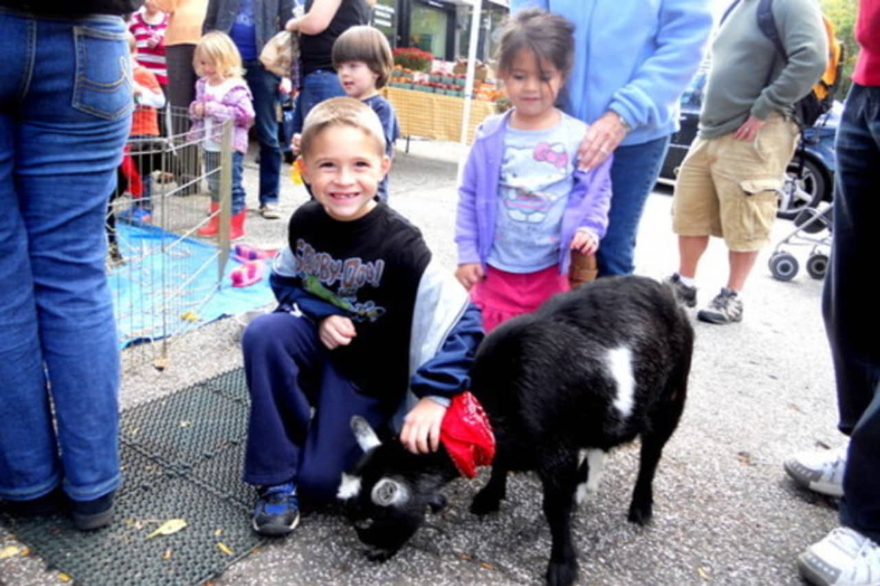 The petting zoo at the Briarcliff Manor Harvest Festival is one of the festival's most popular events.