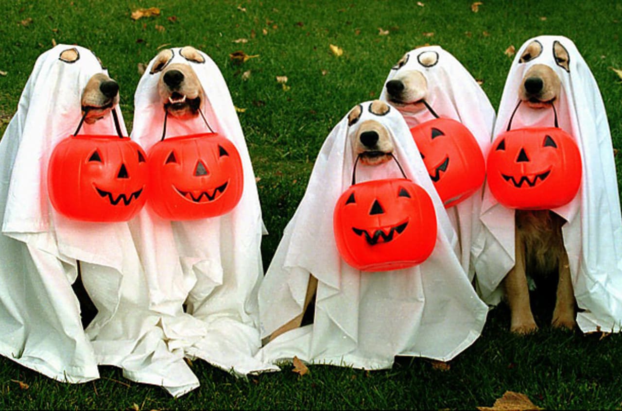 The Ossining Uptown Committee will bring the first ever Halloween Pet Parade to Croton Avenue.