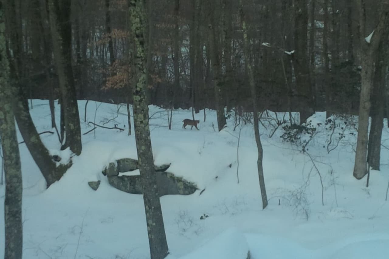 A bobcat was spotted walking in the woods behind a home on Deer Run Road on Saturday.
