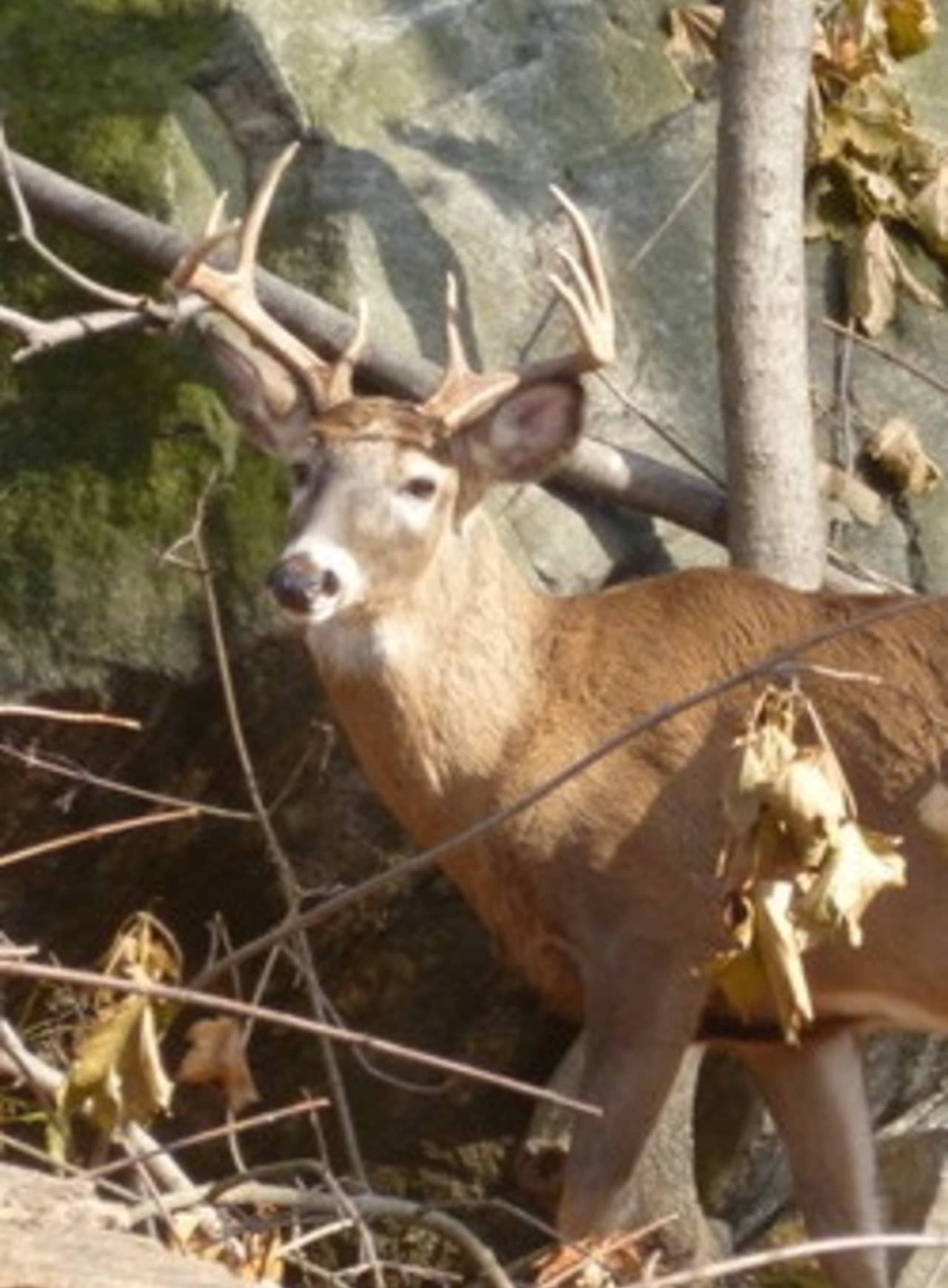 Teatown officials reported 11 deer were shot and killed as part of a recent cull. 