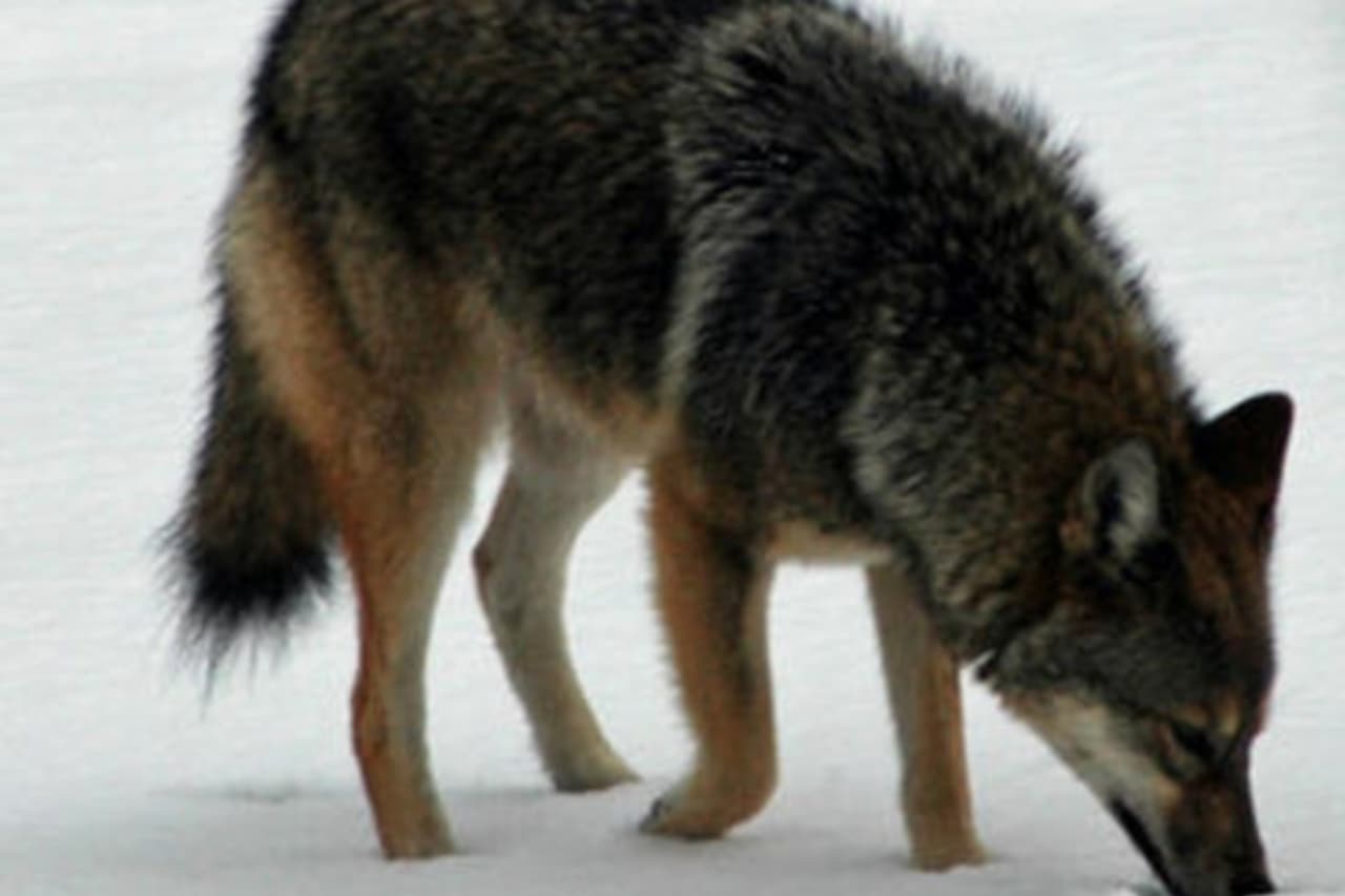 Residents reported seeing a pair of coyotes in New Canaan on Tuesday, March 25, according to a New Canaanite story. 