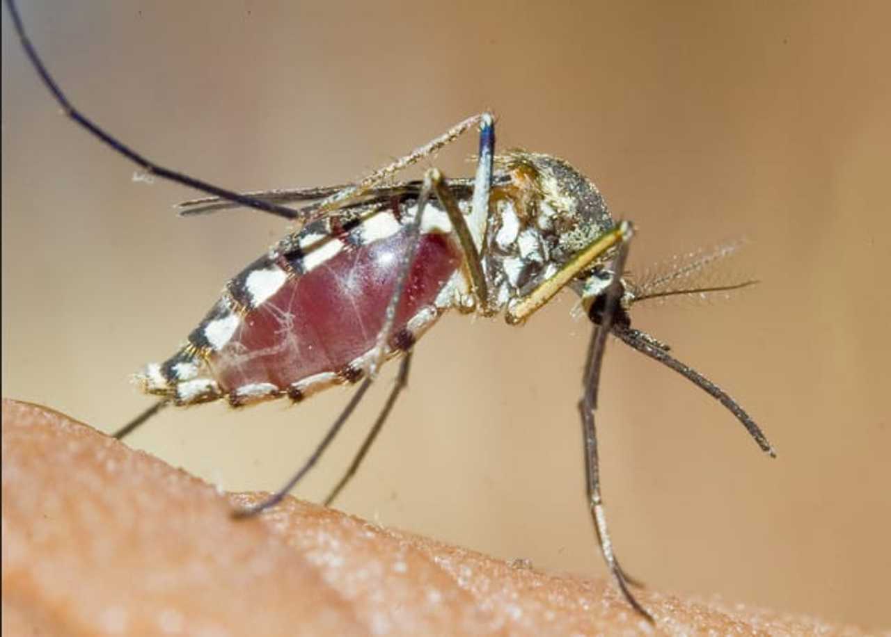 Mosquitoes in Darien tested positive for West Nile Virus.
