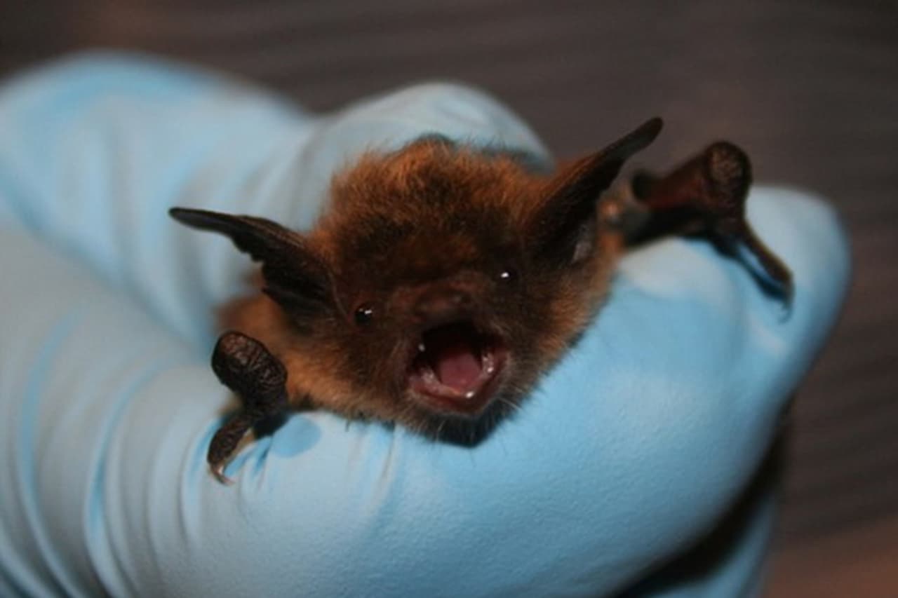 A bat captured in a New Canaan home has tested positive for rabies.