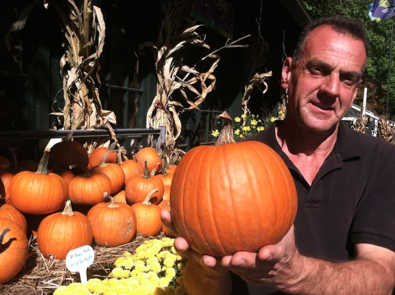 Joseph Basone, manager at Geiger's Home & Garden Center at 259 Frogtown Road in New Canaan, holds up a pumpkin Friday.