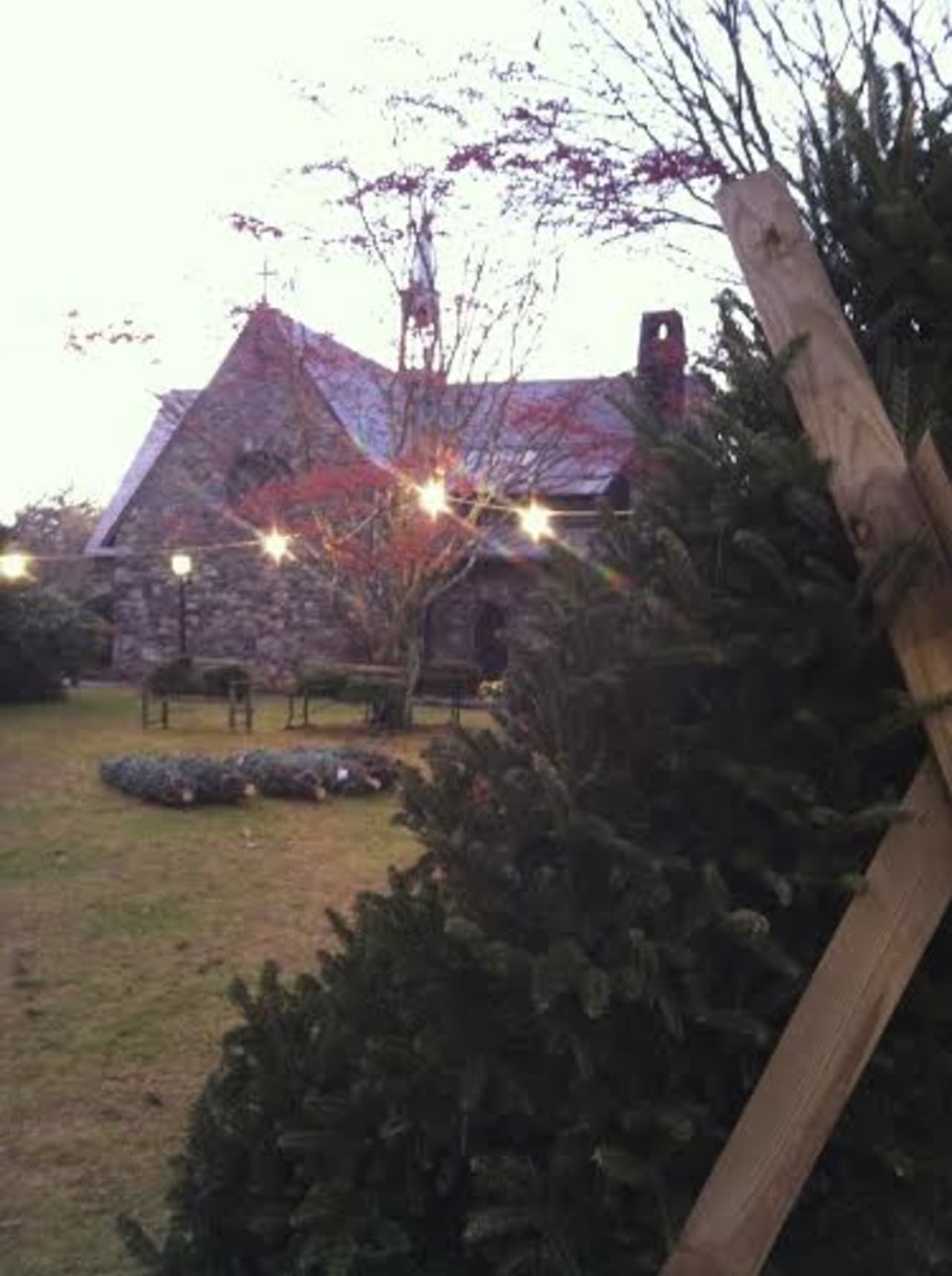 All Saints Church is holding its annual Christmas Tree Sale. 