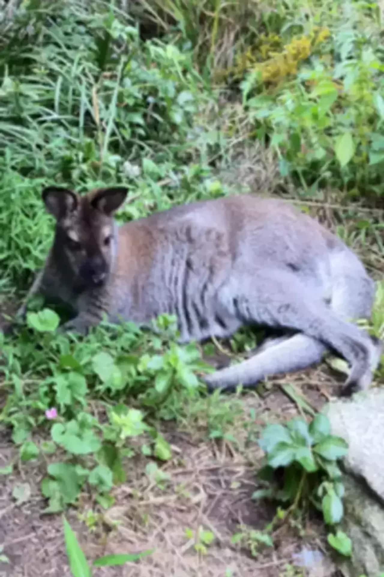 Indy, a wallaby that has been missing from North Salem for almost three years.