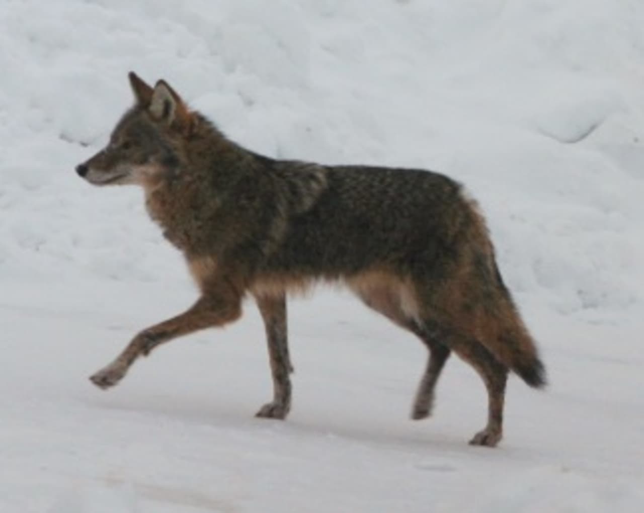 Muscoot Farm is hosting Coyote Awareness Day April 12. 