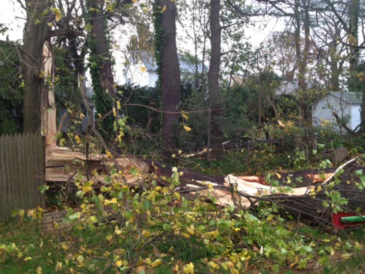 This tree fell into a yard on Gower Road in New Canaan. The town is beginning to recover from Hurricane Sandy. 
