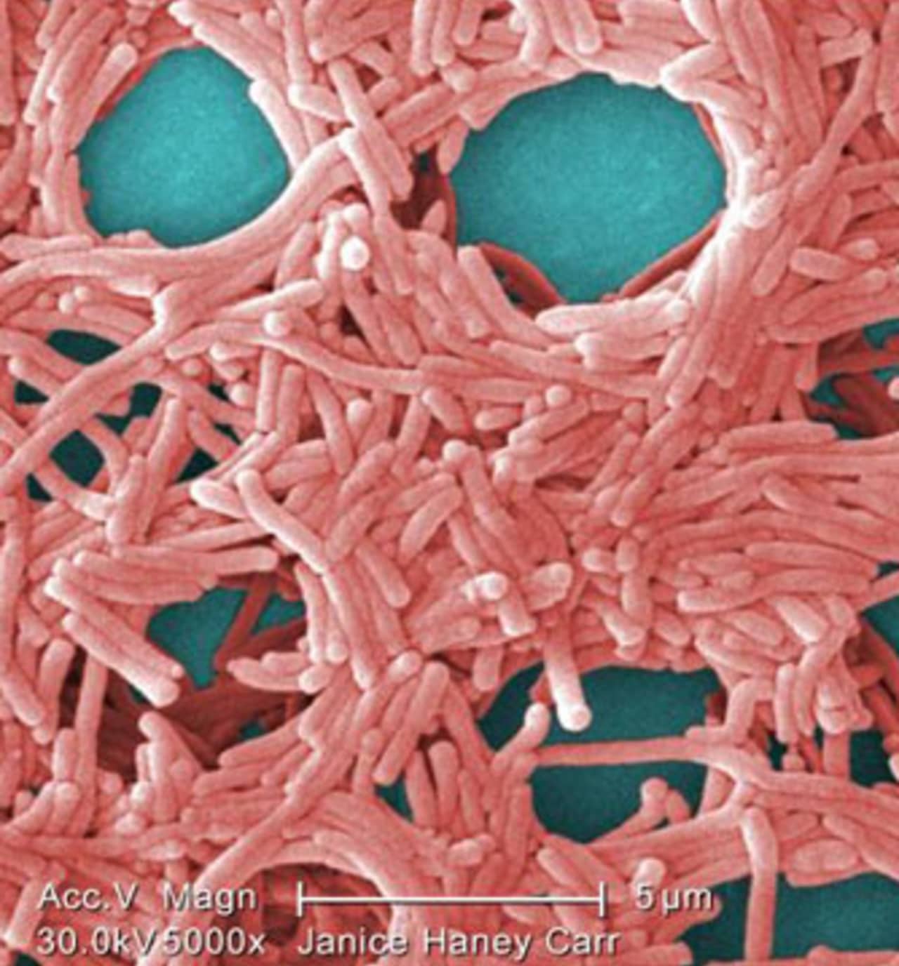 Legionella bacteria is behind the deadly pneumonia-like Legionnaires' disease.