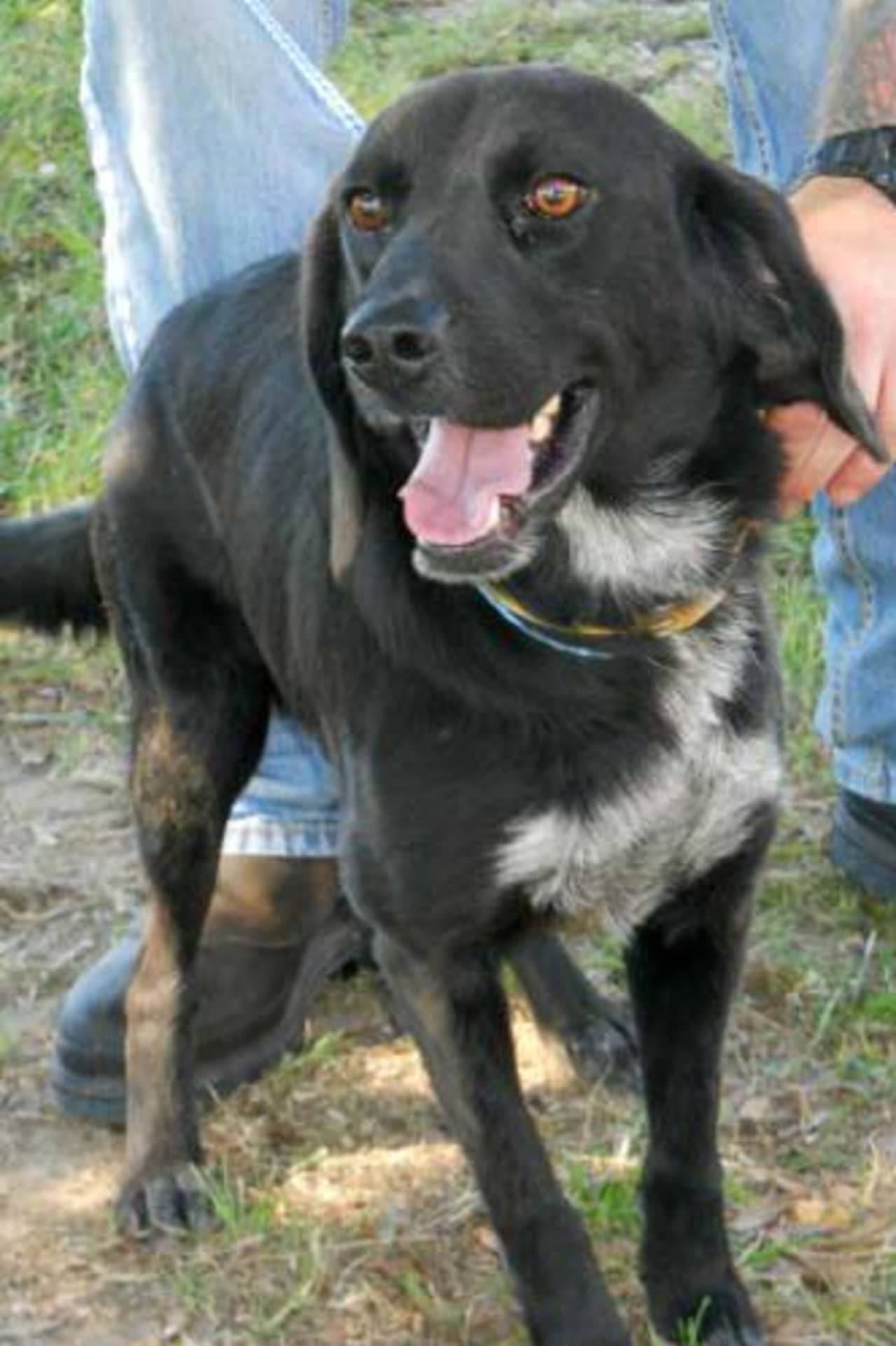 Buttermilk, a black Lab/border collie mix, is one of many adoptable pets available at the SPCA of Westchester in Briarcliff Manor.