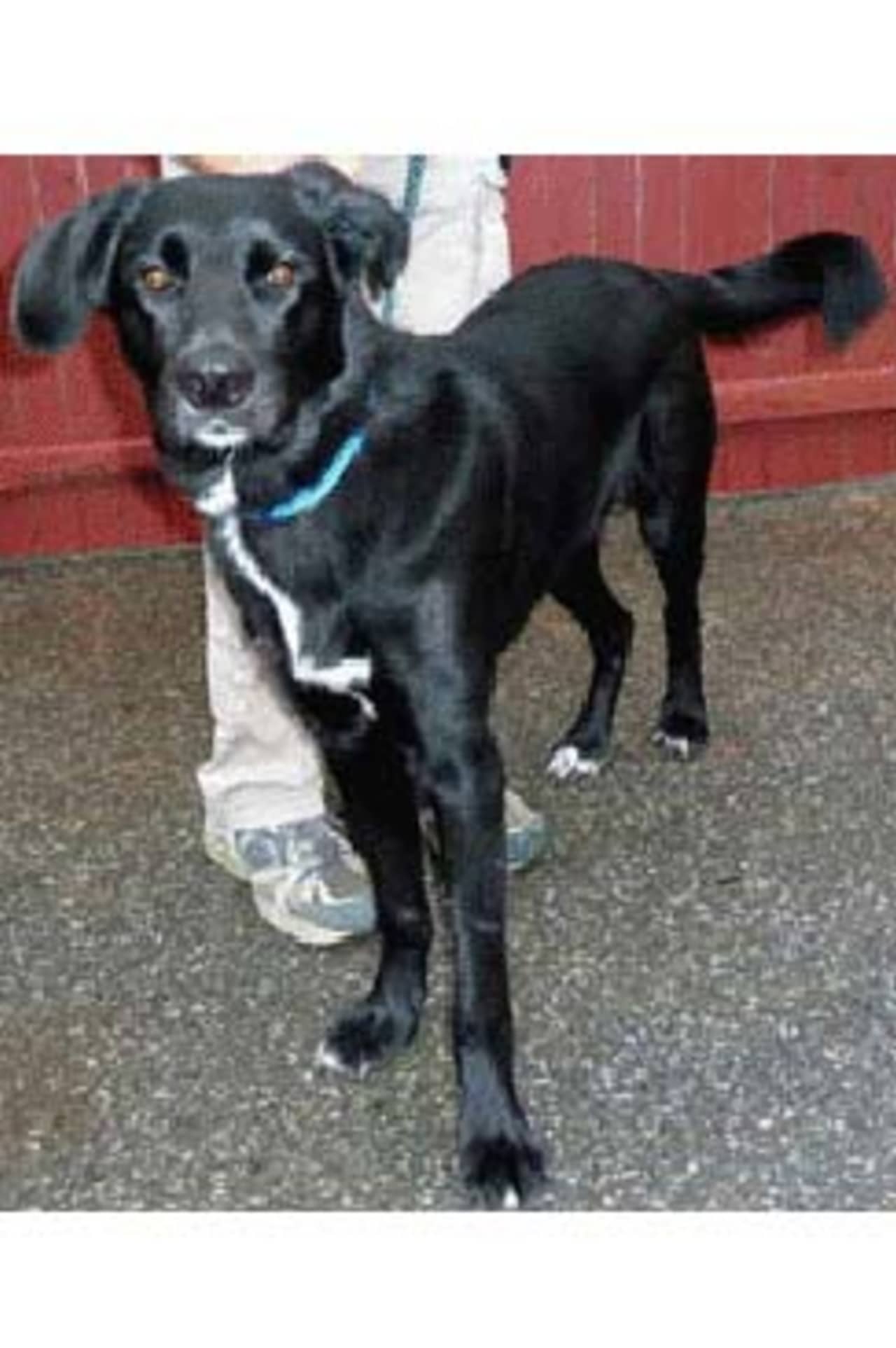Denzel, a Lab/retreiver mix, is one of many adoptable pets available at the Putnam Humane Society in Carmel.