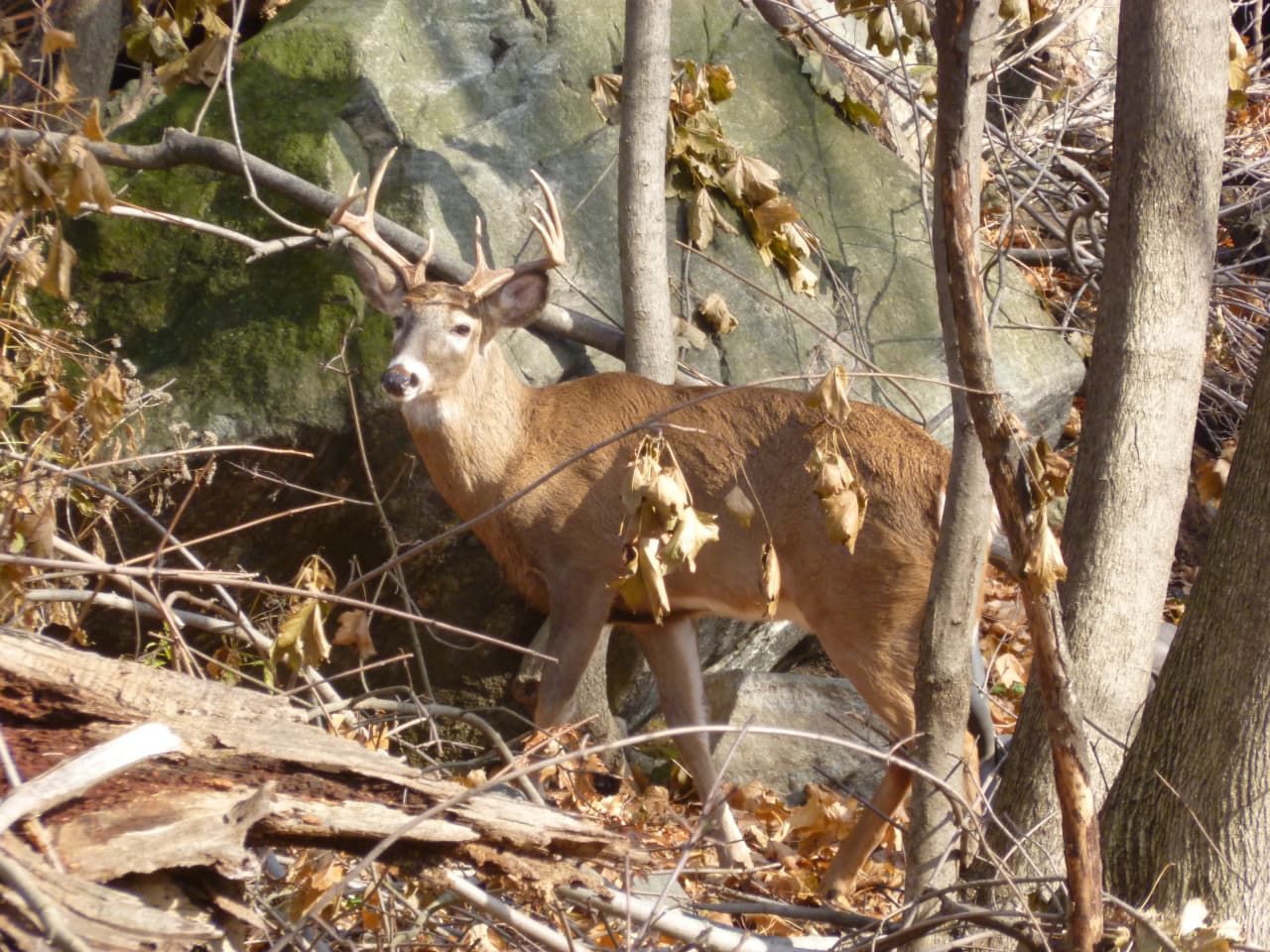 This Dobbs Ferry deer sighted at the Springhurst School may be related to a family in Hastings where the village plans to use birth control on deer beginning in 2014.