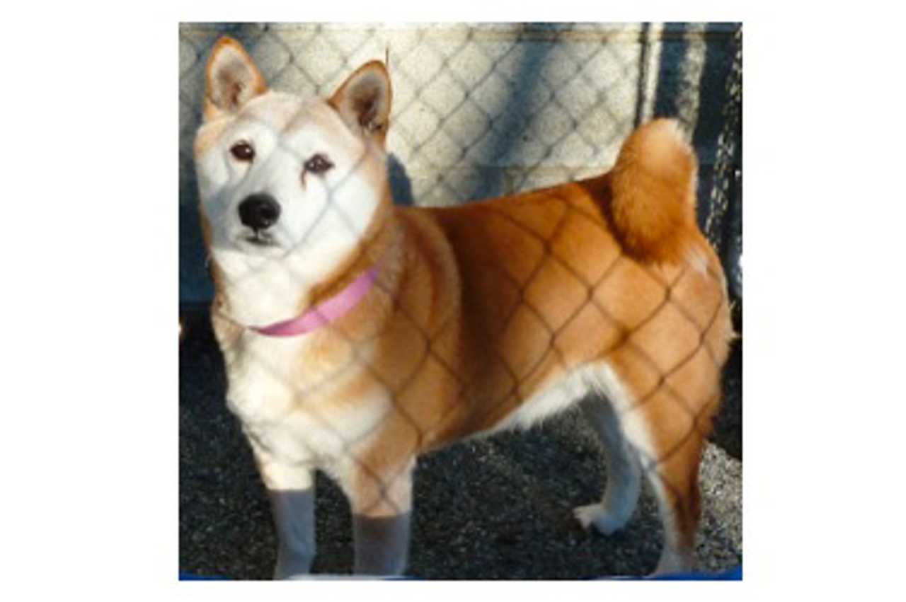 Bella, a Shiba Inu, is one of many adoptable pets available at the Putnam Humane Society in Carmel.