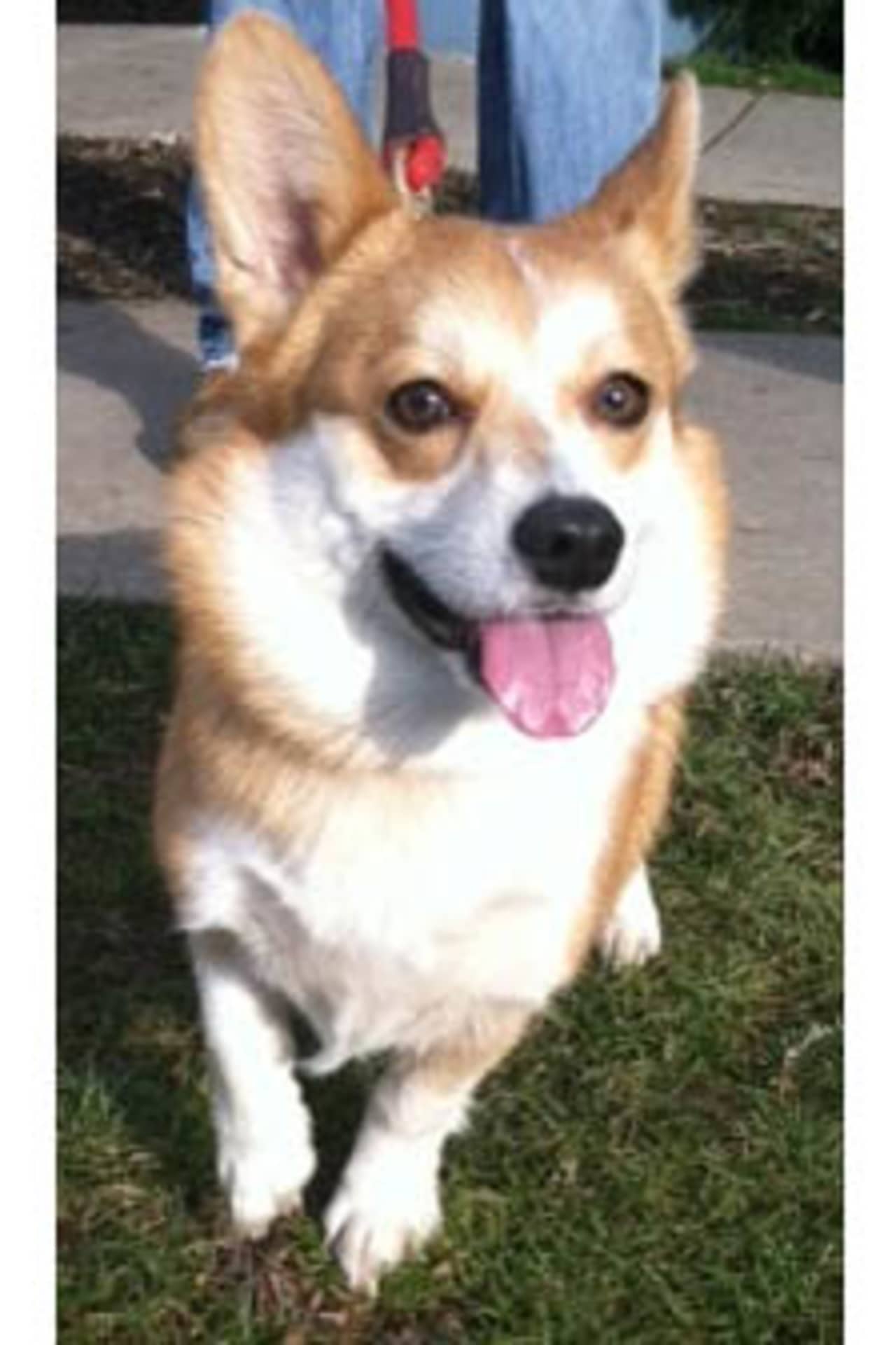 Einstein, a corgi, is one of many adoptable pets available at the SPCA of Westchester in Briarcliff Manor.