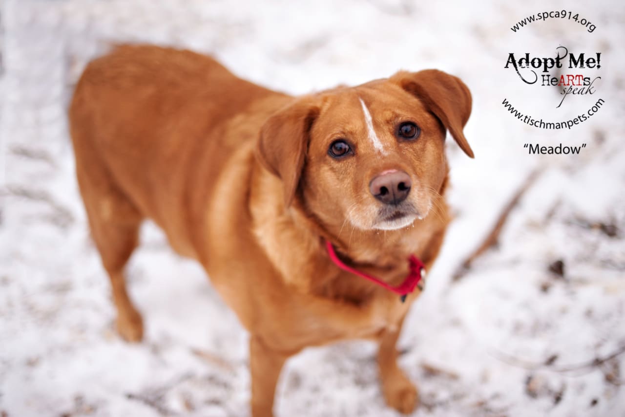 Meadow, a retriever mix, is one of many adoptable pets available at the SPCA of Westchester in Briarcliff Manor.