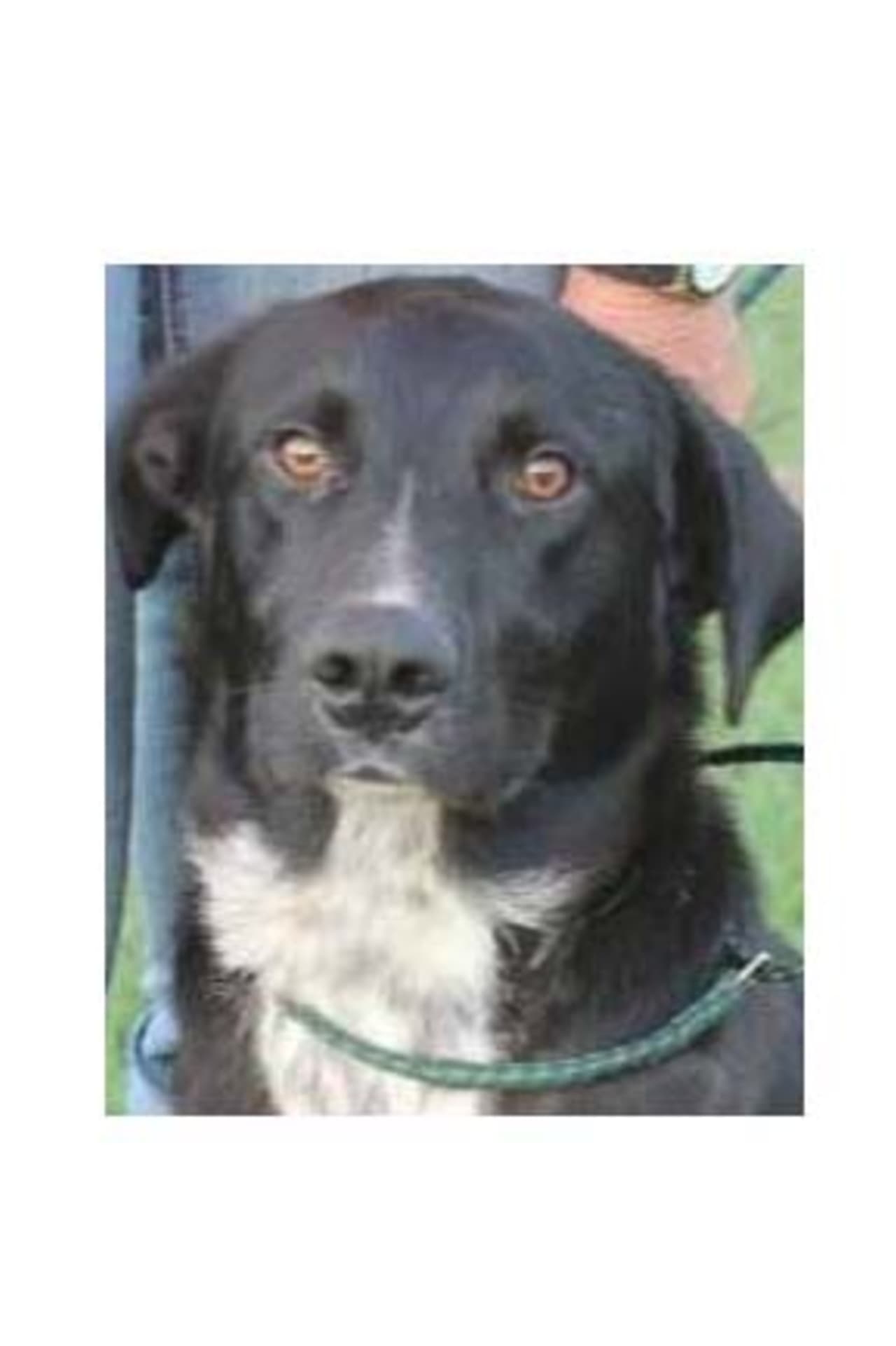 Buddy, a lab/border collie mix, is one of many adoptable pets available at the SPCA of Westchester in Briarcliff Manor.