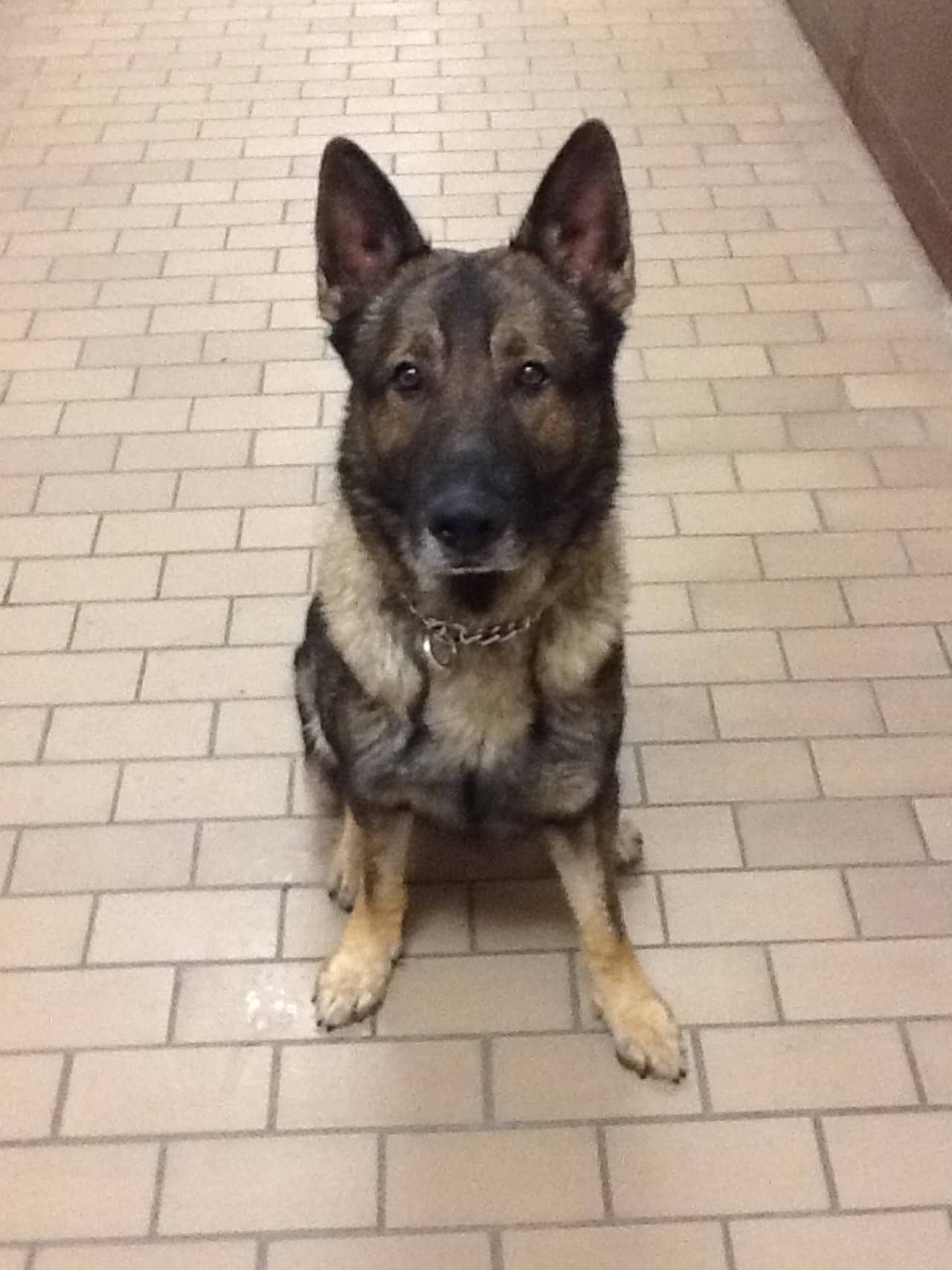 Rocky, a K9 member of the New Canaan police department, choked to death on a training ball Sunday. 