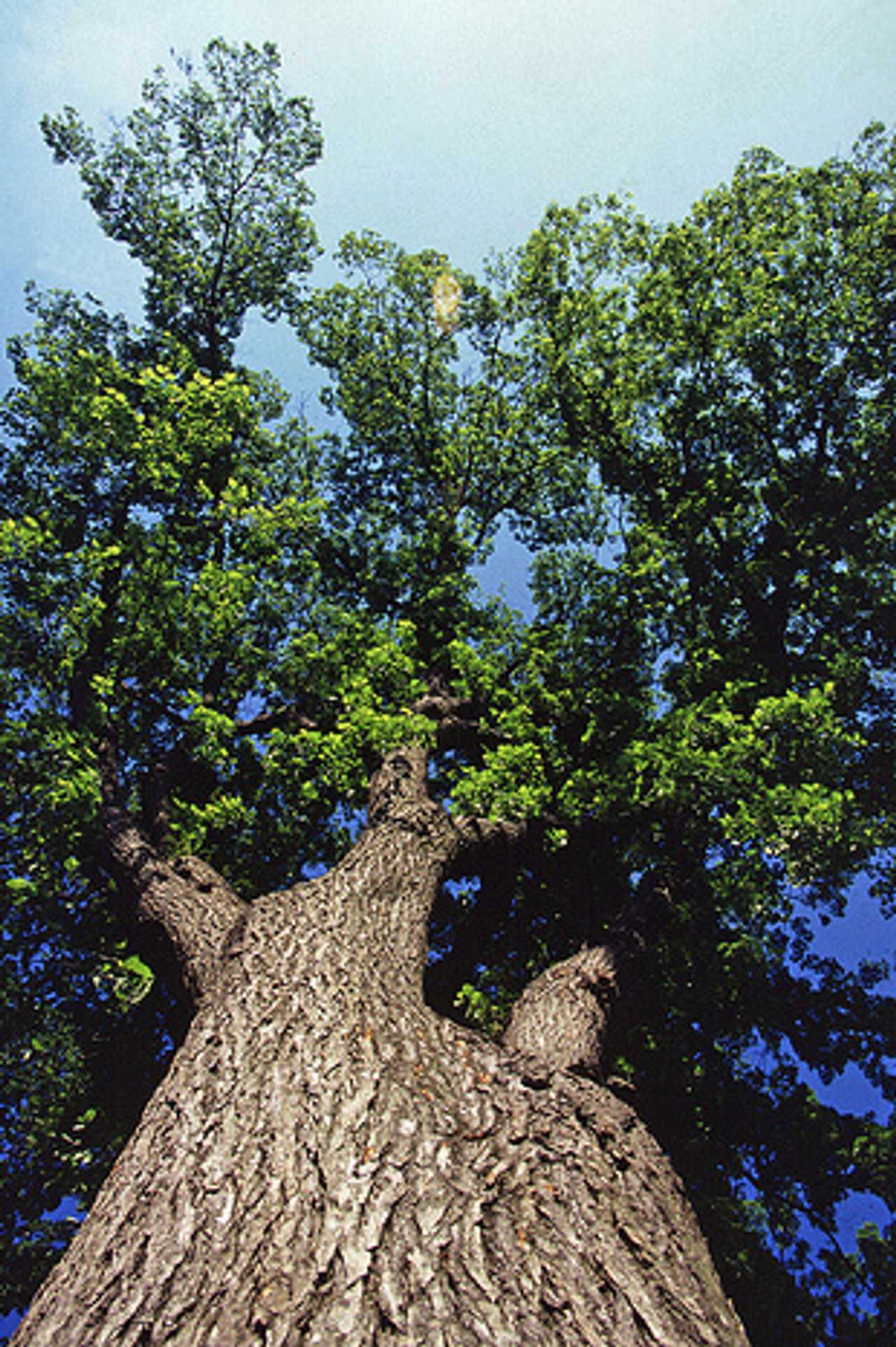 The deadline to enter Dumont's Arbor Day Art and Poetry Contest is April 8.