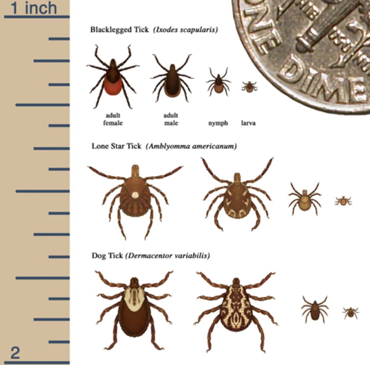 A look at tick sizes compared to the size of a dime (upper right corner).
