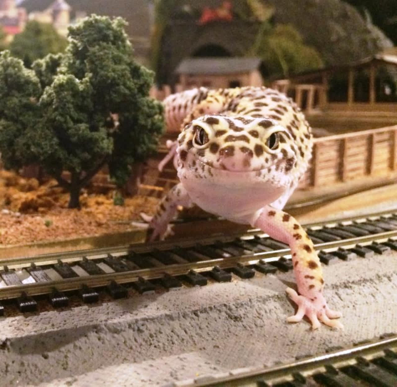 Train Show Ends, Greenburgh Nature Center Plans For 2016 | Scarsdale Daily  Voice
