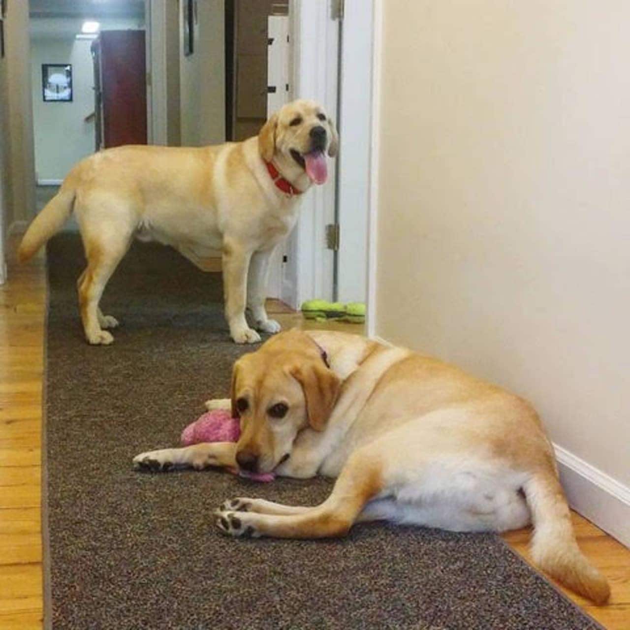 Two dogs play in the hallway of Canine Company in Connecticut.