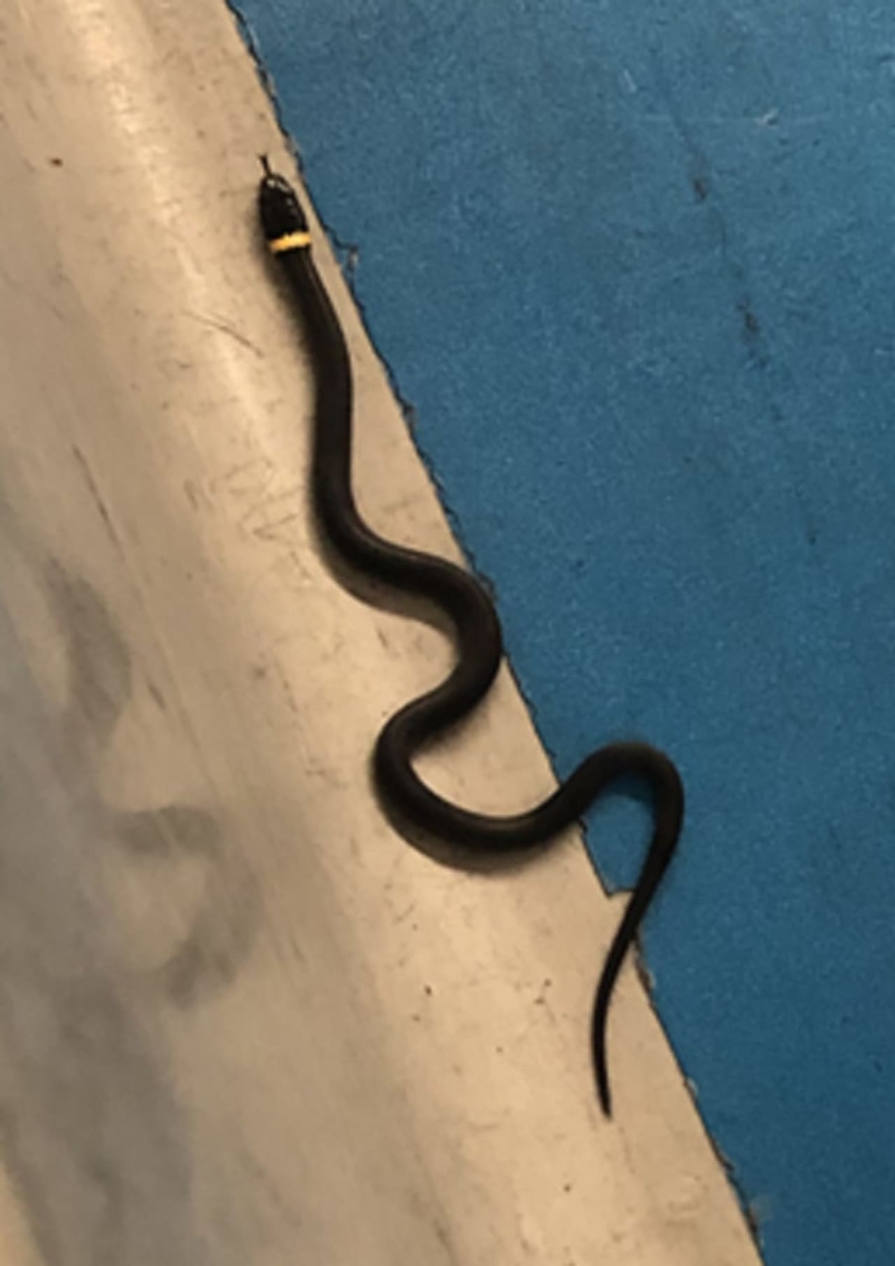 A 15-inch snake was found in Terminal C of Newark Airport Monday night.