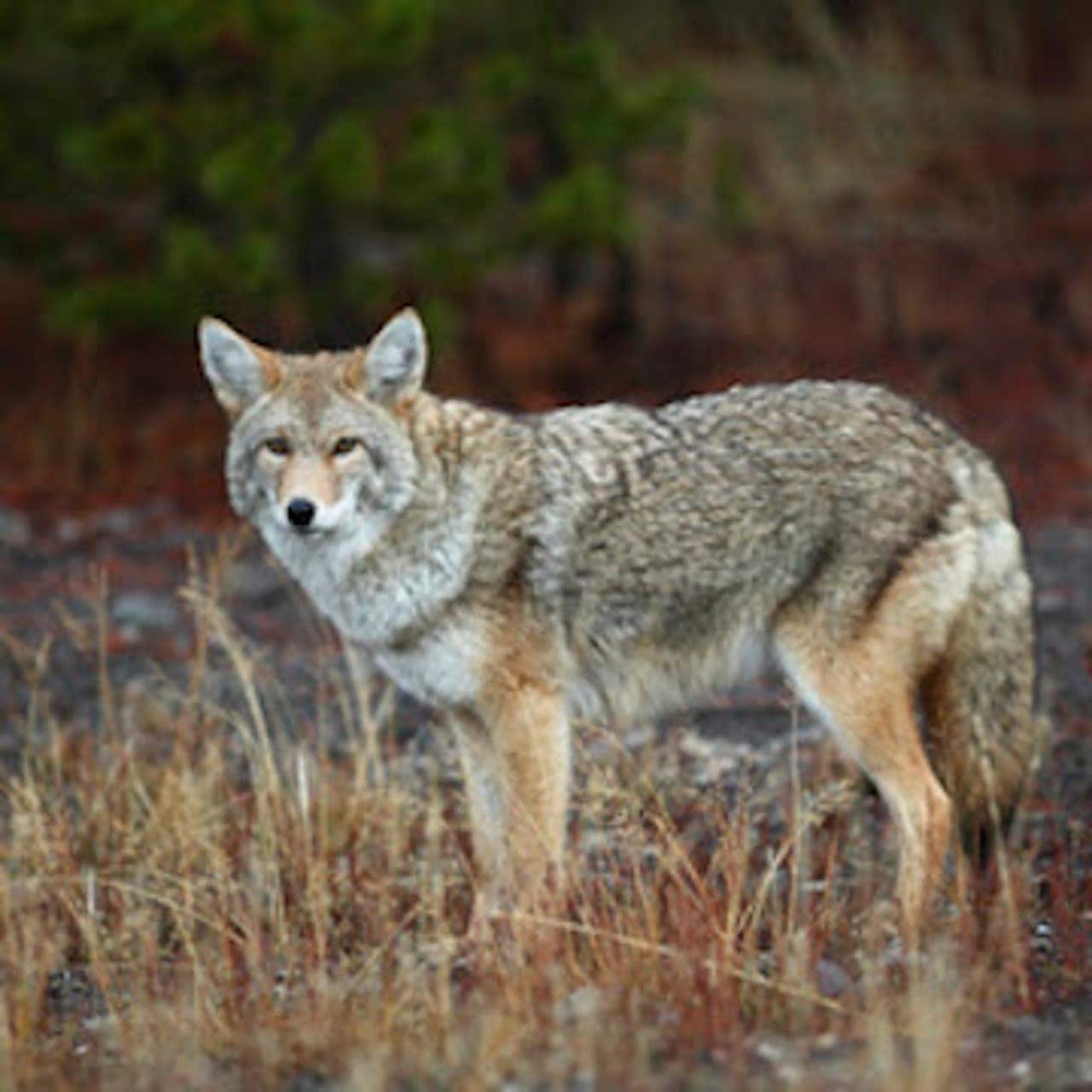 Coyotes hunters were ticketed for having loaded rifles in their vehicle.