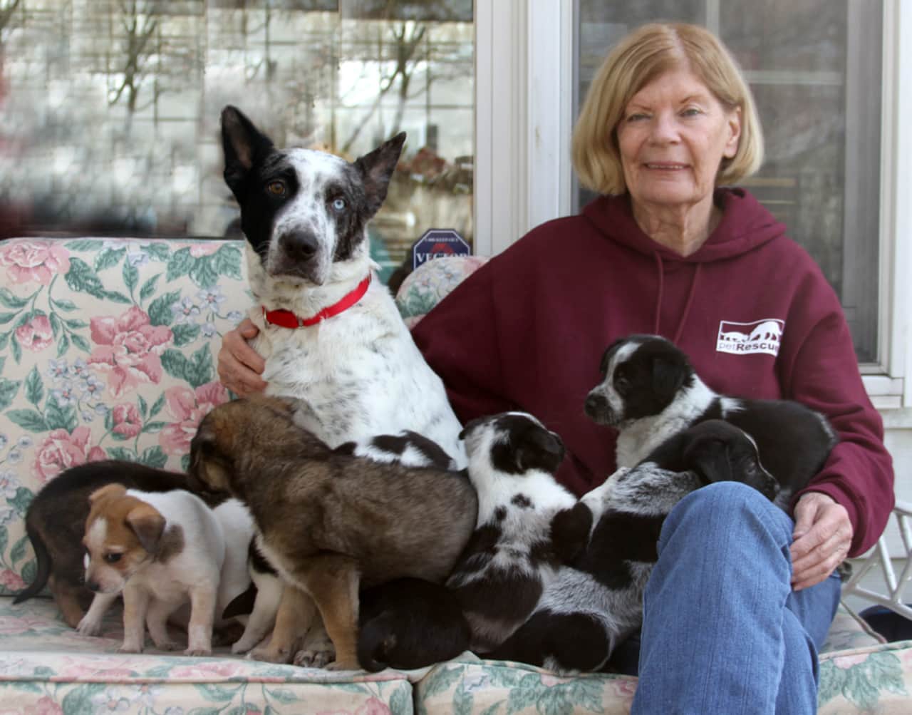 The Town of Mount Pleasant recently enacted a local law banning "puppy mills" within the town. Prospective cat and dog owners can turn to licensed breeders or shelters like Harrison's Pet Rescue for new pets.