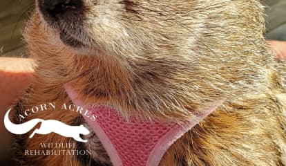 Bill Murray's Groundhog Co-Star From Pennsylvania Dies, Wildlife Center Says